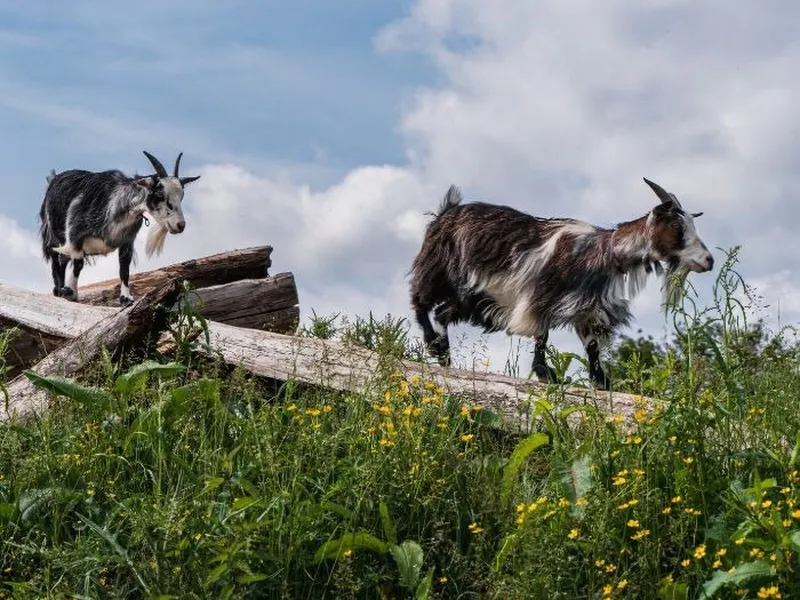 goats