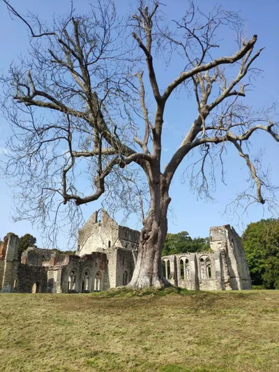 Exterior view of the 13th-century church ruins at Netley Abbey