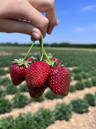 freshly picked strawberries